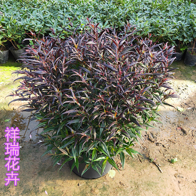 紫叶马蓝盆栽花园庭院花卉四季常绿灌木观叶...