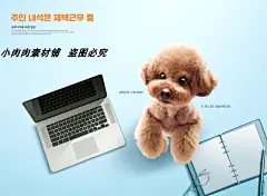 可爱宠物猫咪狗狗和人相处生活工作海报画报PSD设计模板psd505-淘宝网
