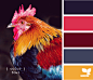 ColorFowl600