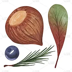 手绘水彩组榛子，树叶，毛皮树枝，蓝莓。用于贺卡，卡片，模板，设计，植物海报，儿童书籍，图案，插图