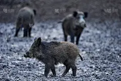 野猪在泥里乱拱