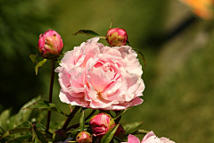 小C菜花采集到花（牡丹）