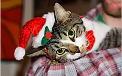 可爱猫咪的圣诞节桌面高清壁纸桌面壁纸1