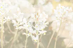 复古的花