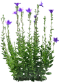 FA54桔梗1