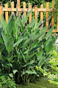 再力花（水竹芋，水莲蕉，塔利亚）
多年生挺水草本植物
高100-250 cm