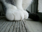 宠物图片：温柔的猫爪 (5)