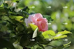 粉色 花 粉红色的花朵 花壁纸 花园 美丽的花朵 花卉背景