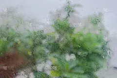 雨点落在湿窗玻璃上。模糊的树在室外多云的背景。