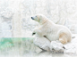 5.19 雪白世界：北极熊
一隻北极熊几乎是隐身在栖地中探测著周围环境。寒冷对这种北极捕食者根本不成问题。牠们的两层毛皮和厚厚的脂肪就算是在零度以下依然可发挥完美的绝缘功用。