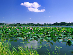 绿水红花采集到夏天的味道