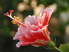 花花ing采集到一朵花