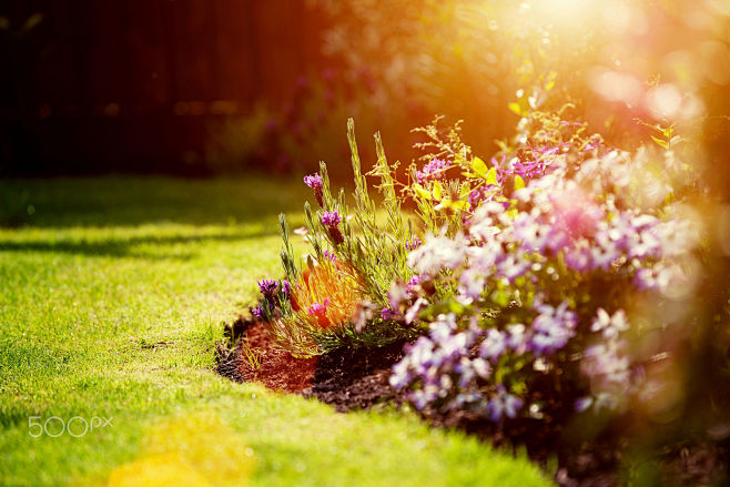 summer sunny garden ...