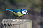blue tit