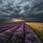 Lavender fields in Bulgaria : Lavender fields in Bulgaria. 