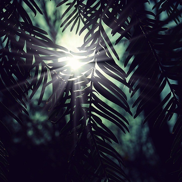 六月aa从agatha11转采于2020-07-28 00:41:39树影绘画素材六月aa同采