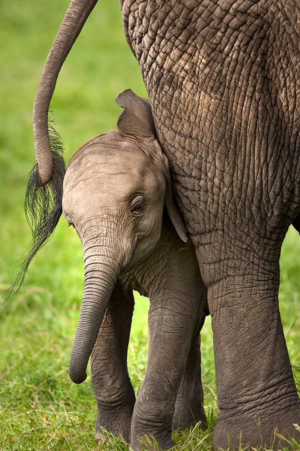 African Elephant