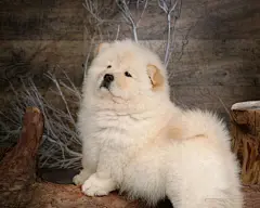 可爱的松狮犬桌面高清壁纸桌面壁纸2