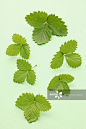 Strawberry leaves详情 - 创意图片 - 视觉中国 VCG.COM
