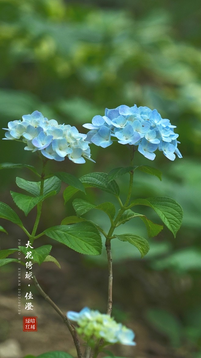 {大自然}实拍植被02（花，多肉）