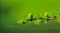 General 3840x2160 branch macro