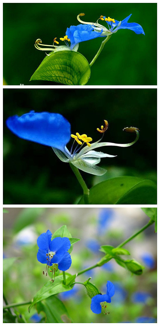 鸭跖草，别名碧竹子、翠蝴蝶、淡竹叶等，茎...