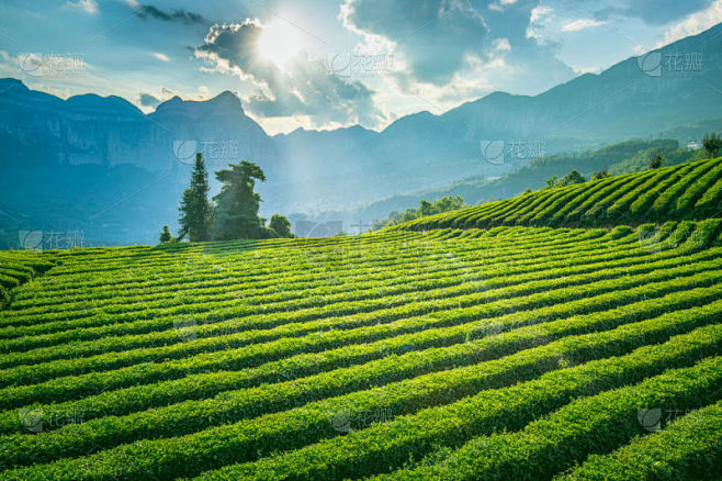 茶树,山,田地,农业,绿茶,景观设计,自...