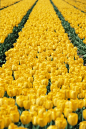 Yellow Tulips! Inspiration for #yellow #gems