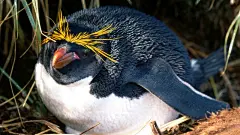 呆萌企鹅高清壁纸桌面壁纸1