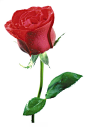 玫瑰花束-一支火红的玫瑰花