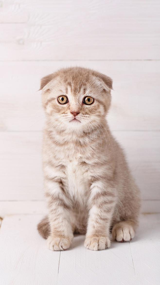 苏格兰折耳猫性格特别平和对自己的主人很友好