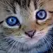 废柴猫