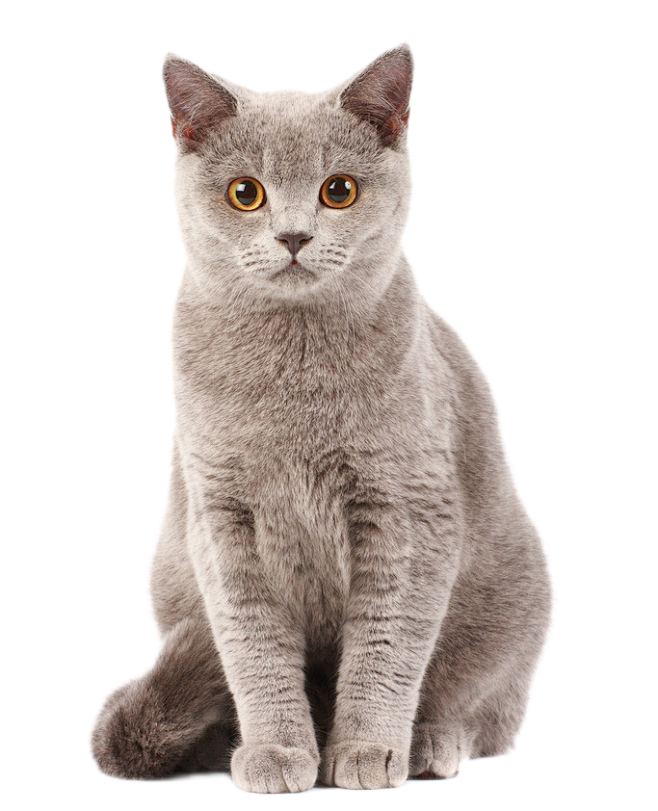 猫咪png (35)图片_动物png图片素材-花瓣网