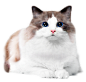 e4d734ad4bbbcc5a10002fbbf6b3741
