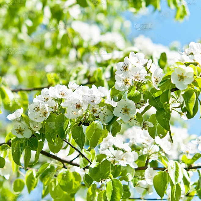 开花梨素材-花瓣网