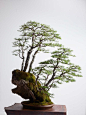 Bonsai Tree by Ryan Neil’s Bonsai Mirai in Oregon | Architectural Digest