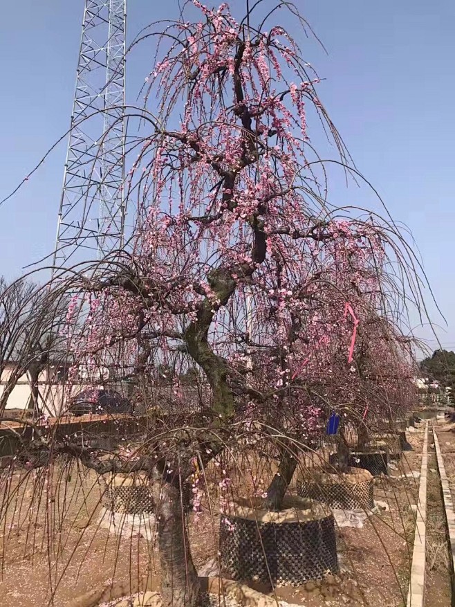 垂枝樱