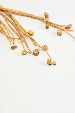 党参太子参中医药材中药摄影图