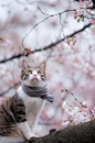 Nothing to see here. Just a #cat with a scarf and some cherry blossoms.