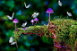 蘑菇, 蝴蝶, 苔藓, 幻想, 梦, 想象力, 超现实的, 神秘, 森林, 魔法, 神秘森林, 神奇