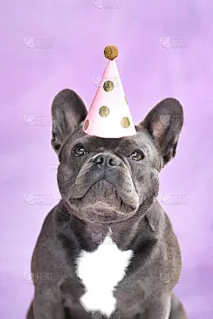 黑色的法国斗牛犬戴着生日派对的帽子