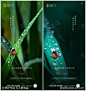 地产雨水惊蛰春分清明谷雨海报_源文件下载_PSD格式_3617X3829像素-绿叶 七星瓢虫 雨 谷雨 清明 春分 惊蛰 雨水 二十四节气 海报 地产-作品编号:2023022216222753-志设-zs9.com
