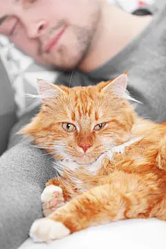 点击来源直接获取大图文件 |和毛茸茸的红猫一起睡觉的年轻人
