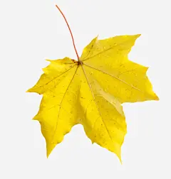 实物秋天落叶枫叶高清素材 插画 设计图片 免费下载 页面网页 平面电商 创意素材 png素材