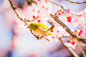 Close-Up Of Bird Perching On Cherry Blossom Tree stock photo