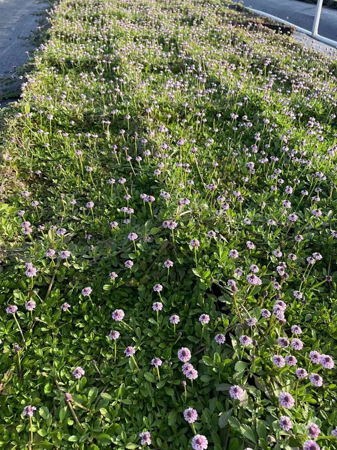 姬岩垂草