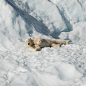 polar bear lying on snowfield