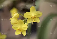 黄色,壁纸,背景,公亩,美,复活节,水平画幅,郁金香,无人,spa美容