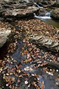 沿着溪流的大岩石覆盖着秋天彩色的树叶，背景是小瀑布。