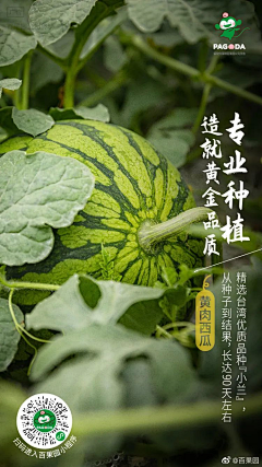 foxshadow采集到文案